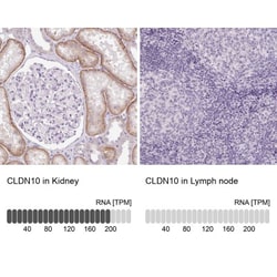 Claudin 10 Antibody, Novus Biologicals:Antibodies:Primary Antibodies